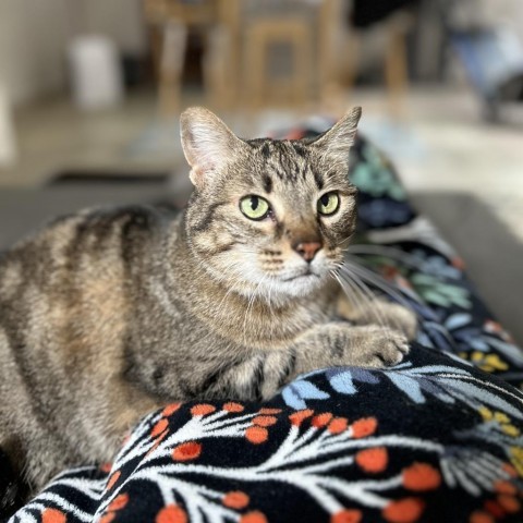 Tuna, an adoptable Domestic Short Hair in Bountiful, UT, 84010 | Photo Image 6