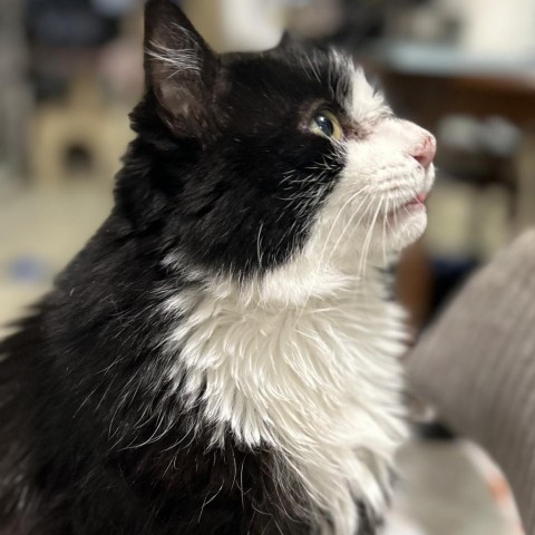 Meow, an adoptable Domestic Long Hair in Bountiful, UT, 84010 | Photo Image 1