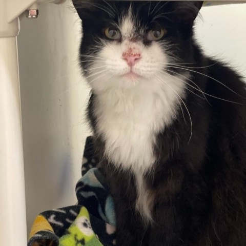 Meow, an adoptable Domestic Long Hair in Bountiful, UT, 84010 | Photo Image 2