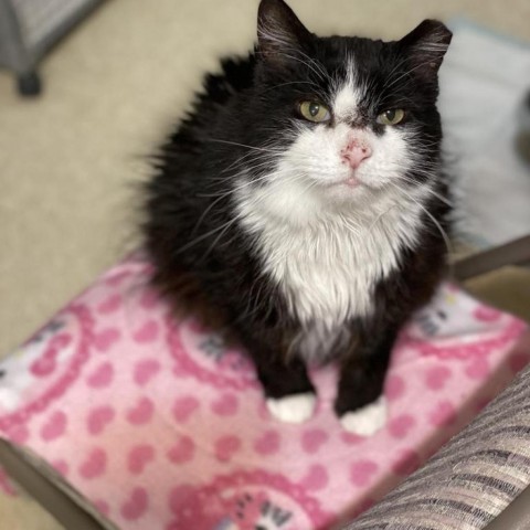 Meow, an adoptable Domestic Long Hair in Bountiful, UT, 84010 | Photo Image 3