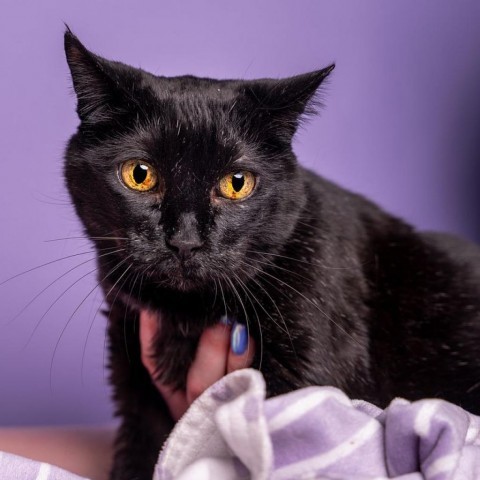 Nina Marie, an adoptable Domestic Short Hair in Bountiful, UT, 84010 | Photo Image 1