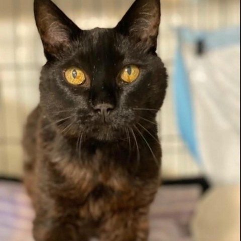 Nina Marie, an adoptable Domestic Short Hair in Bountiful, UT, 84010 | Photo Image 4