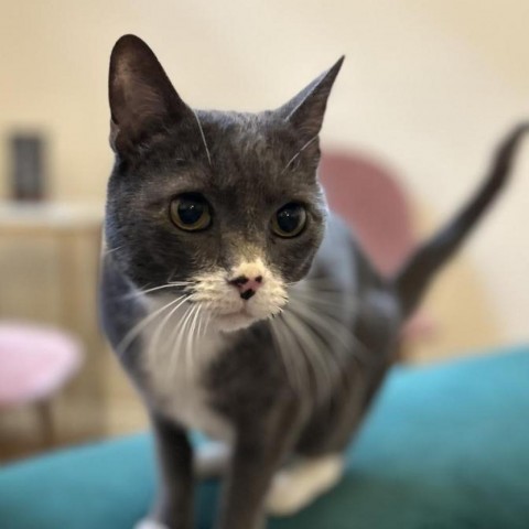 Kit Kat, an adoptable Domestic Short Hair in Bountiful, UT, 84010 | Photo Image 1