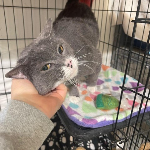 Kit Kat, an adoptable Domestic Short Hair in Bountiful, UT, 84010 | Photo Image 3