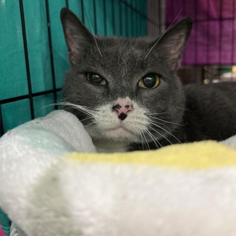 Kit Kat, an adoptable Domestic Short Hair in Bountiful, UT, 84010 | Photo Image 4