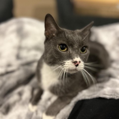 Kit Kat, an adoptable Domestic Short Hair in Bountiful, UT, 84010 | Photo Image 5