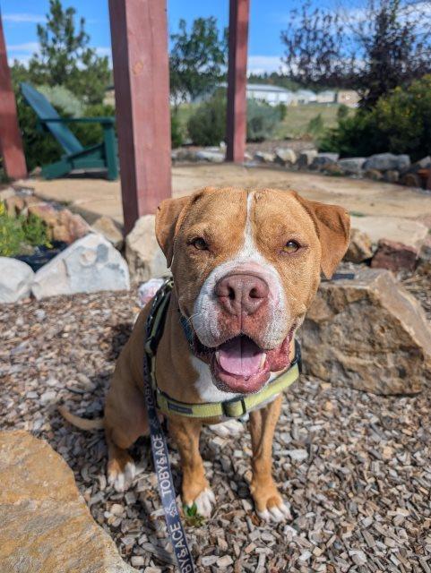 Ginger, an adoptable Boxer, American Bulldog in Pagosa Springs, CO, 81147 | Photo Image 1