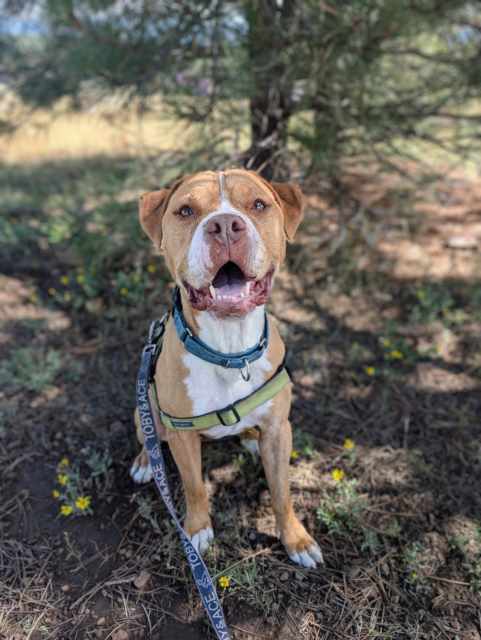 Ginger, an adoptable Boxer, American Bulldog in Pagosa Springs, CO, 81147 | Photo Image 2