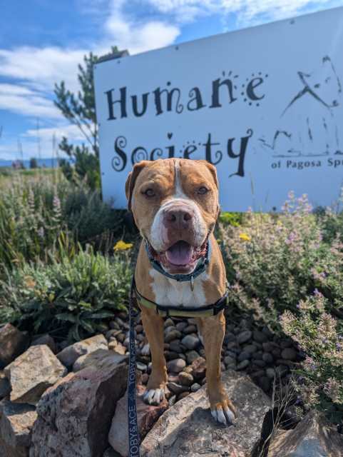 Ginger, an adoptable Boxer, American Bulldog in Pagosa Springs, CO, 81147 | Photo Image 3