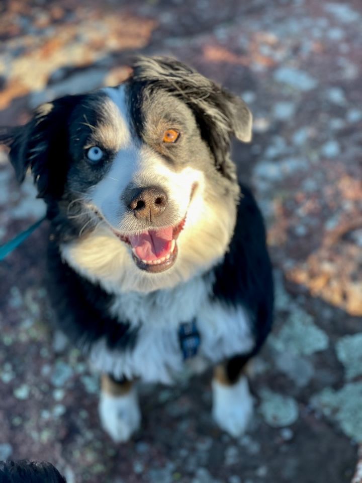 Mini australian shepherd store petfinder