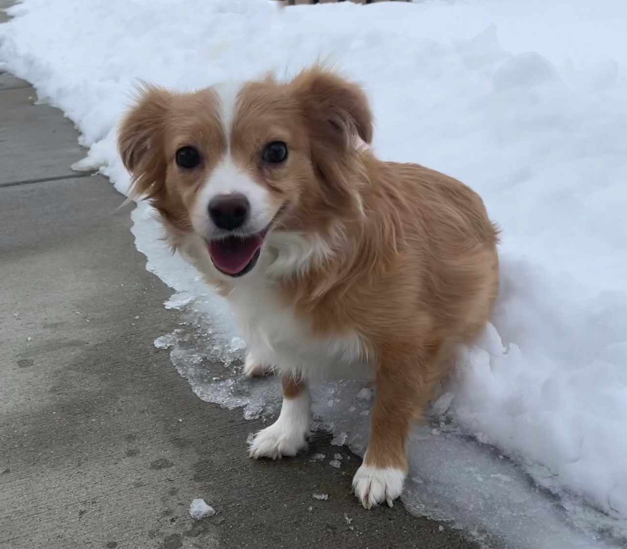 Lisa, an adoptable Chihuahua in Twin Falls, ID, 83301 | Photo Image 1
