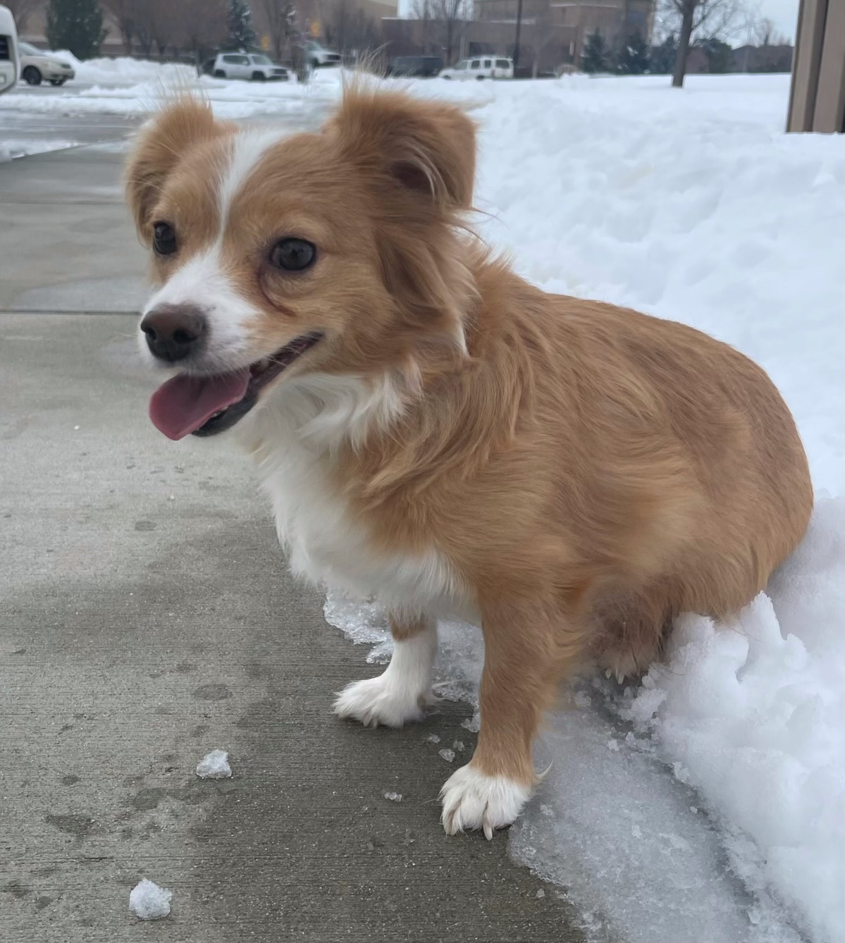 Lisa, an adoptable Chihuahua in Twin Falls, ID, 83301 | Photo Image 2