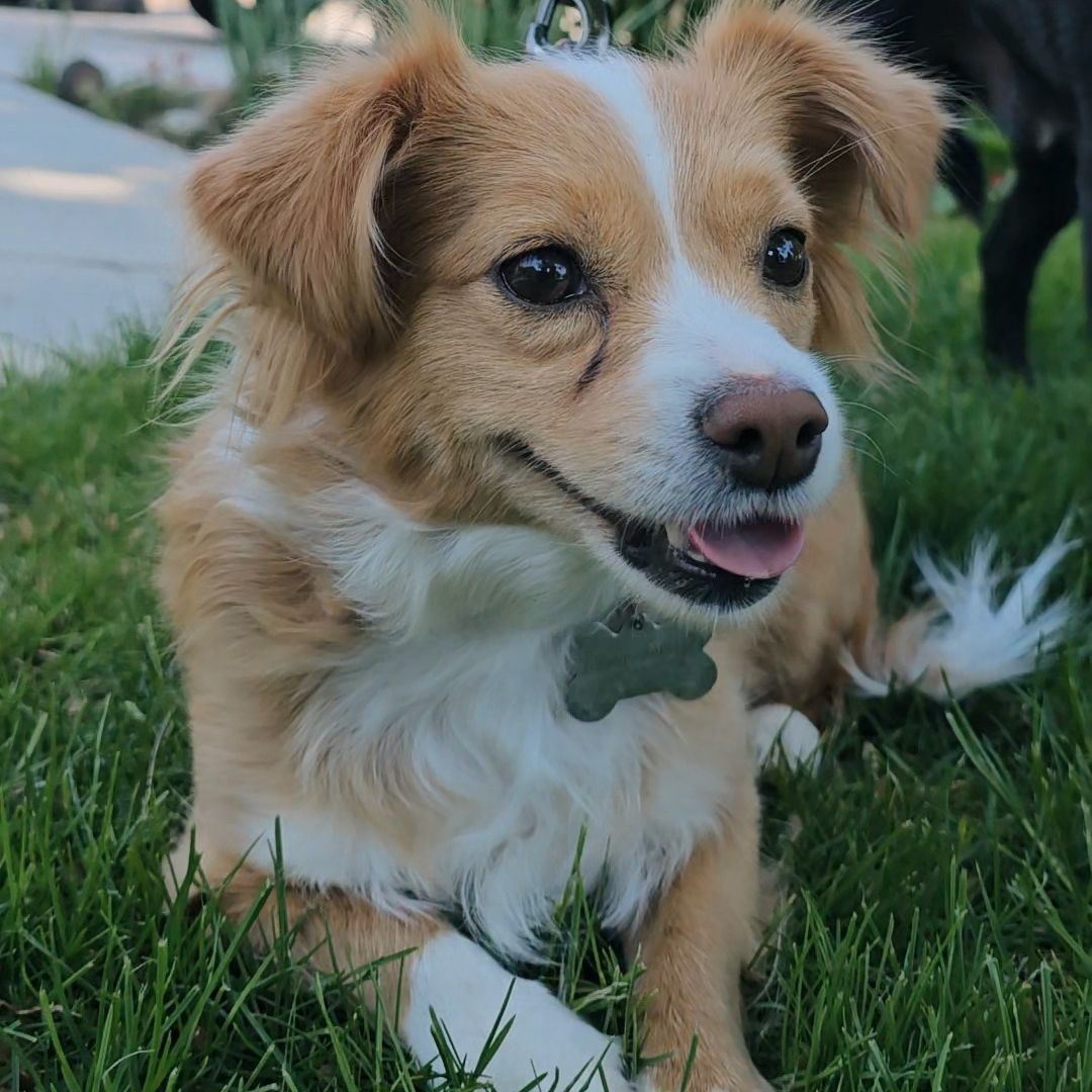Lisa, an adoptable Chihuahua in Twin Falls, ID, 83301 | Photo Image 4