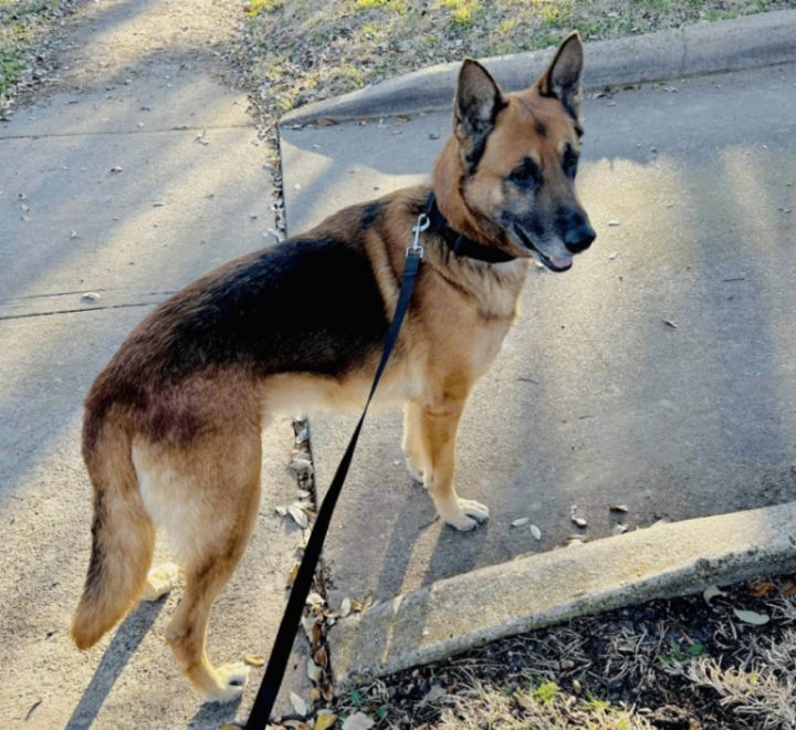 German shepherd puppies for sale sale in rochester mn