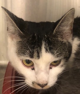 Roxie, an adoptable Domestic Short Hair in Grand Junction, CO, 81505 | Photo Image 1