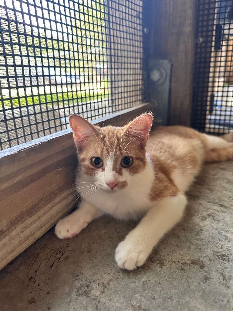 Birdie, an adoptable Domestic Medium Hair in Fulton, TX, 78358 | Photo Image 1