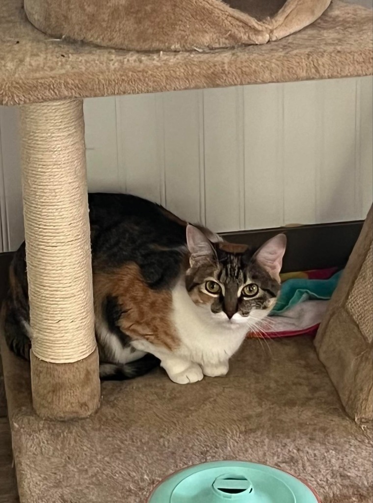 Churro, an adoptable Domestic Short Hair in Hoover , AL, 35226 | Photo Image 1