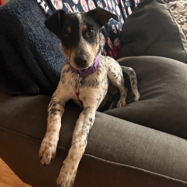 Blue heeler best sale beagle mix size