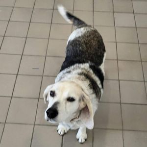 Biscuit Bliss and her classic beagle howl will make you fall in love right away She enjoys making f