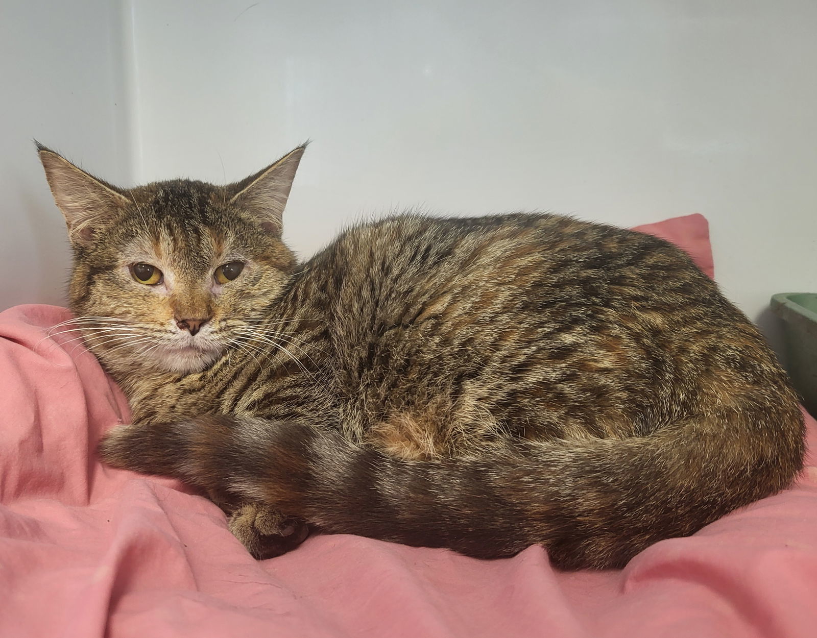 Yvonne, an adoptable Domestic Short Hair, Torbie in Iroquois, IL, 60945 | Photo Image 1