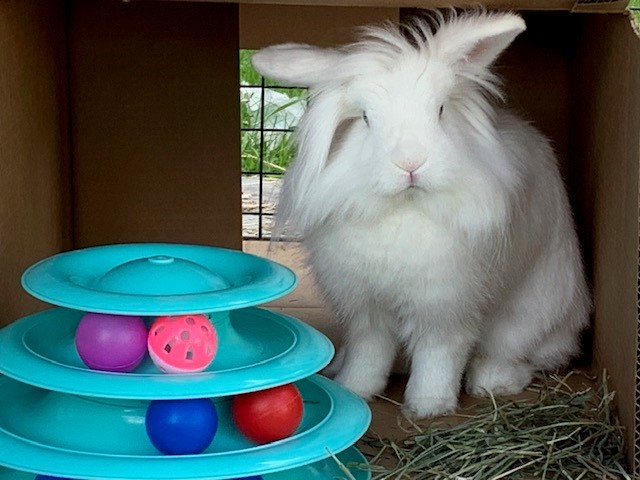 Rabbit for adoption CHA CHA a Bunny Rabbit in Toronto ON