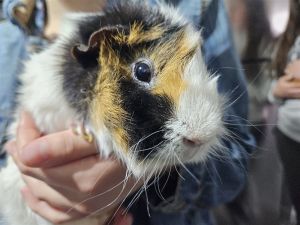 Say hello to Banana This handsome boy is not just your average guinea pig hes