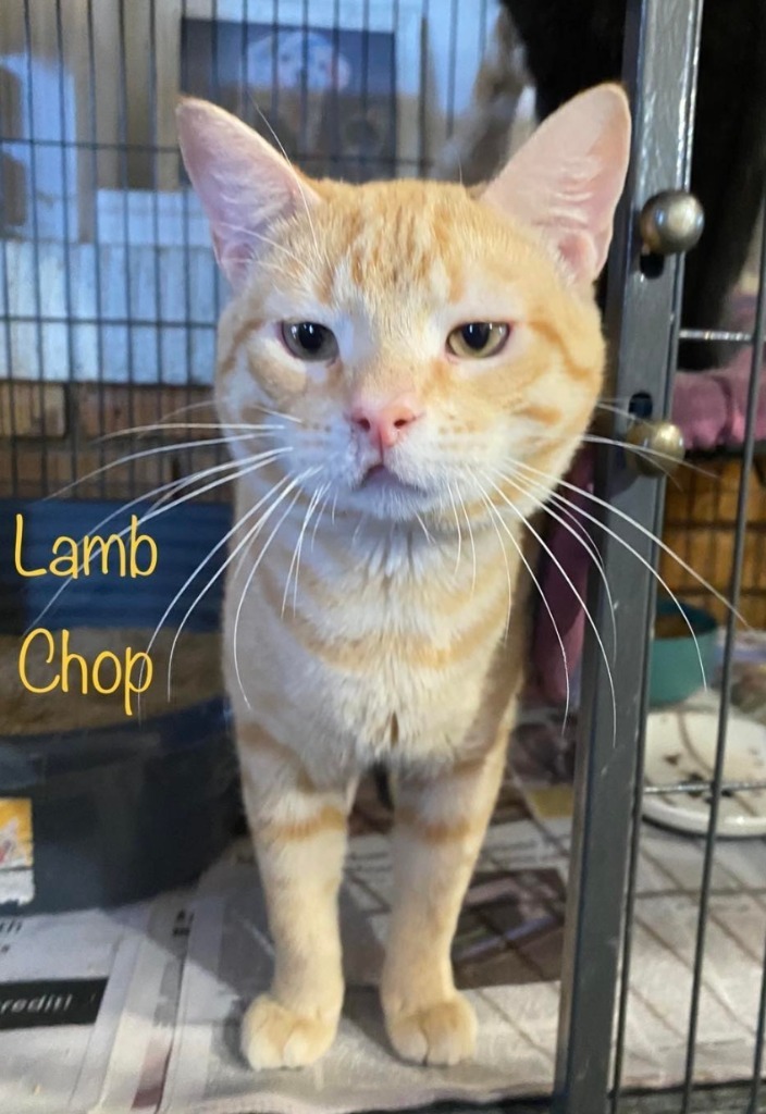 Lamb Chop 1