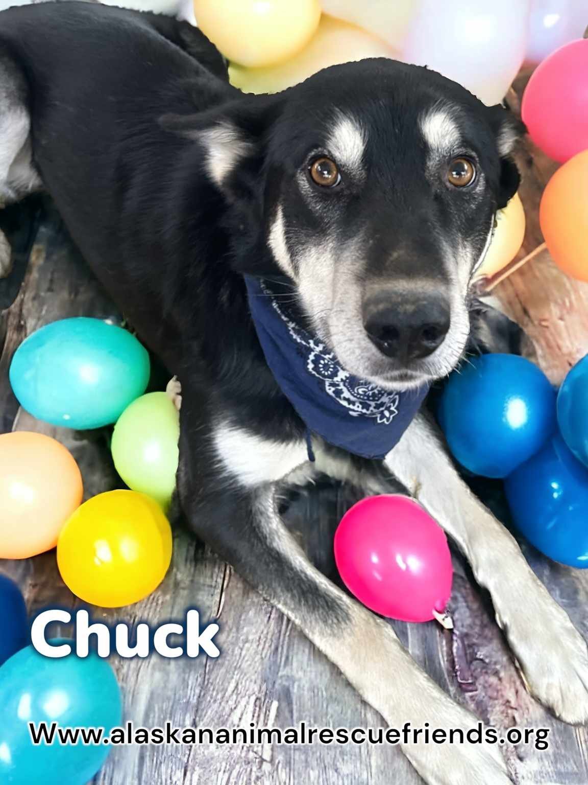 Chuck, an adoptable Alaskan Malamute, Husky in Anchorage, AK, 99503 | Photo Image 1