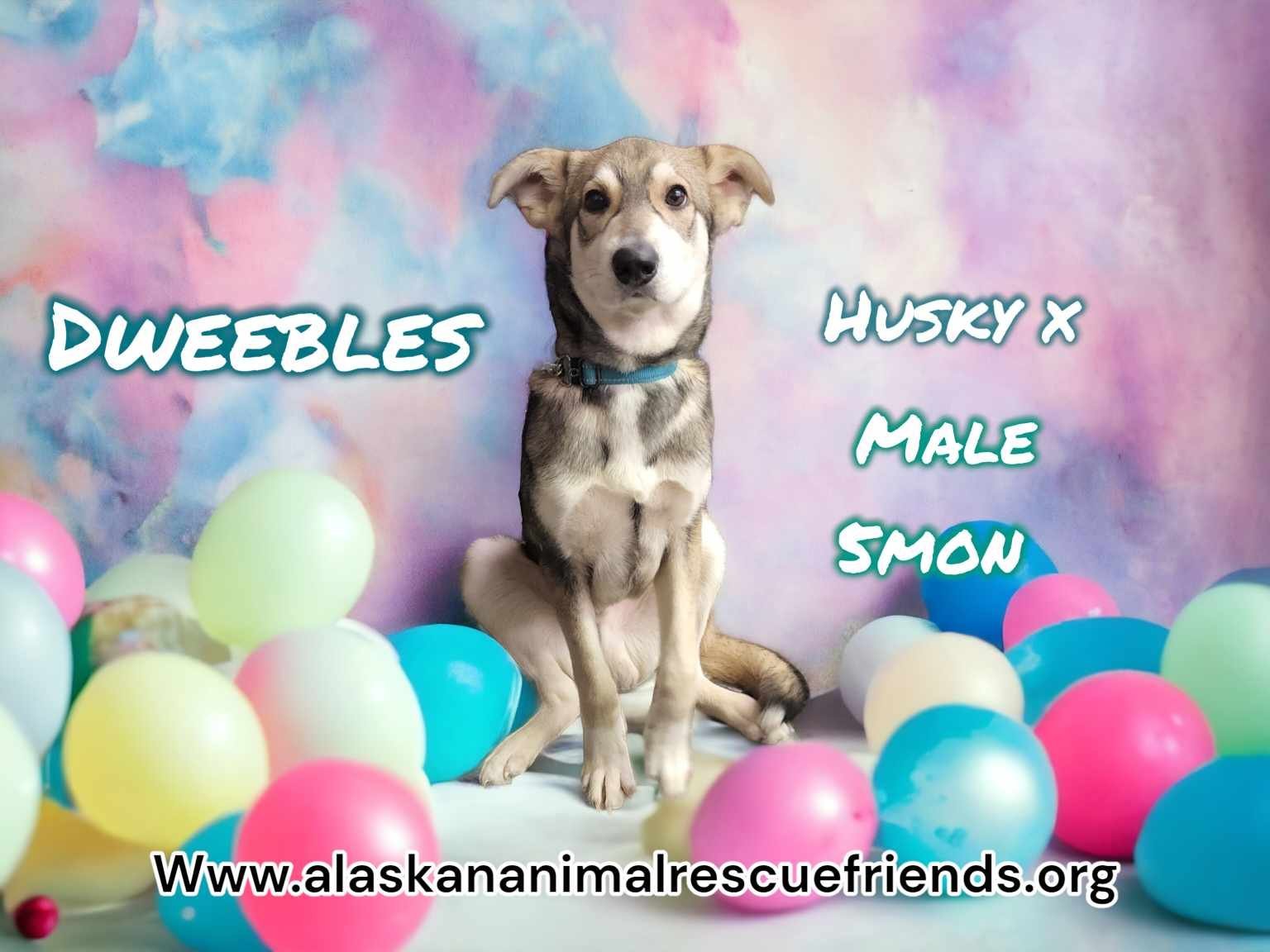 Dweebles, an adoptable Husky in Anchorage, AK, 99503 | Photo Image 1