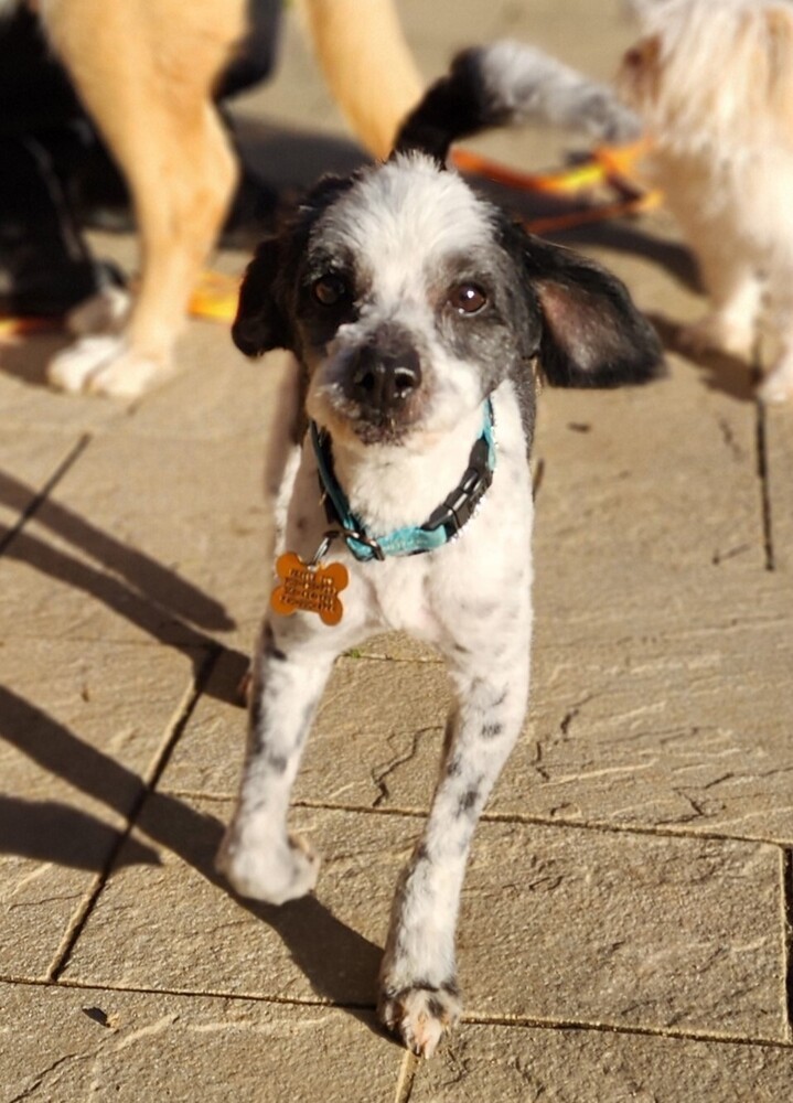 Shih tzu best sale heeler mix