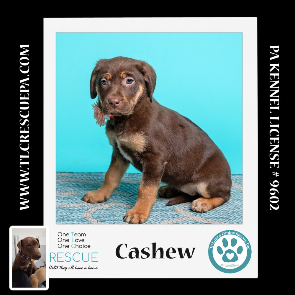 Cashew (Nutmeg's Pups) 012724