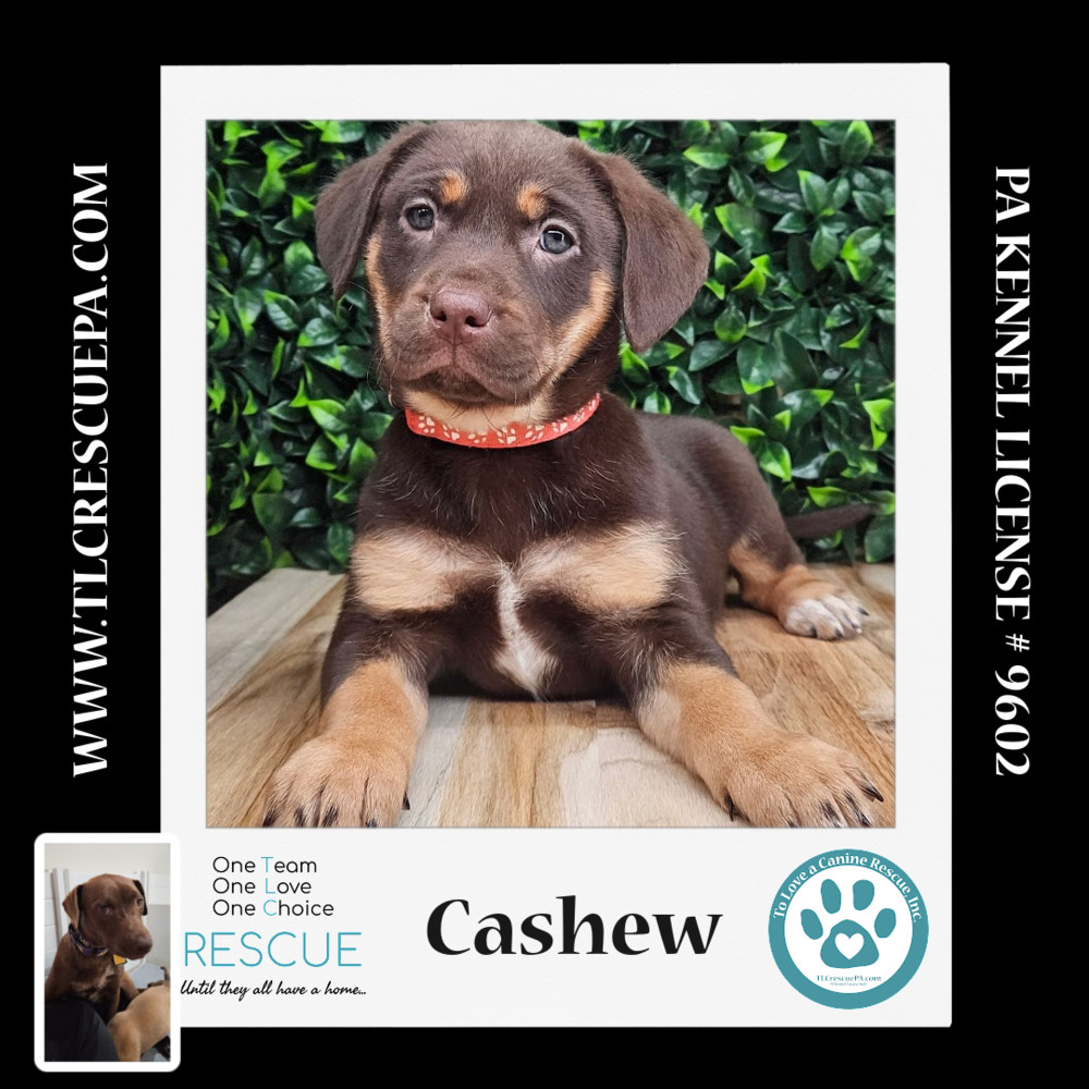 Cashew (Nutmeg's Pups) 012724