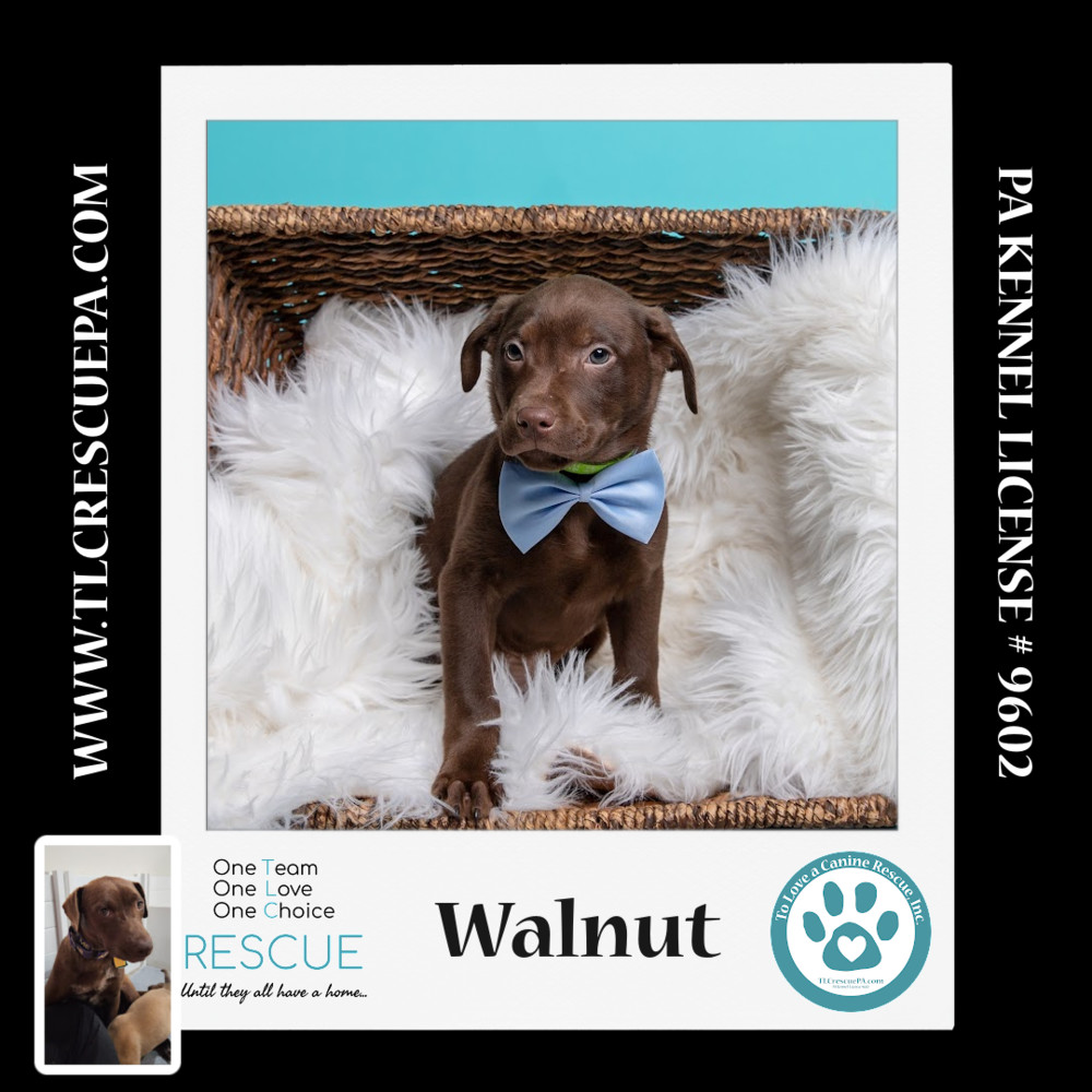 Walnut (Nutmeg's Pups) 012724