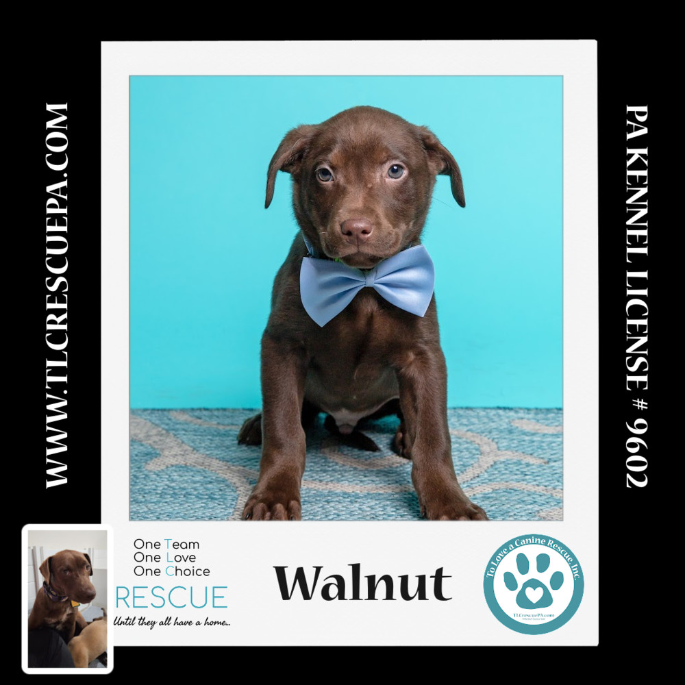 Walnut (Nutmeg's Pups) 012724