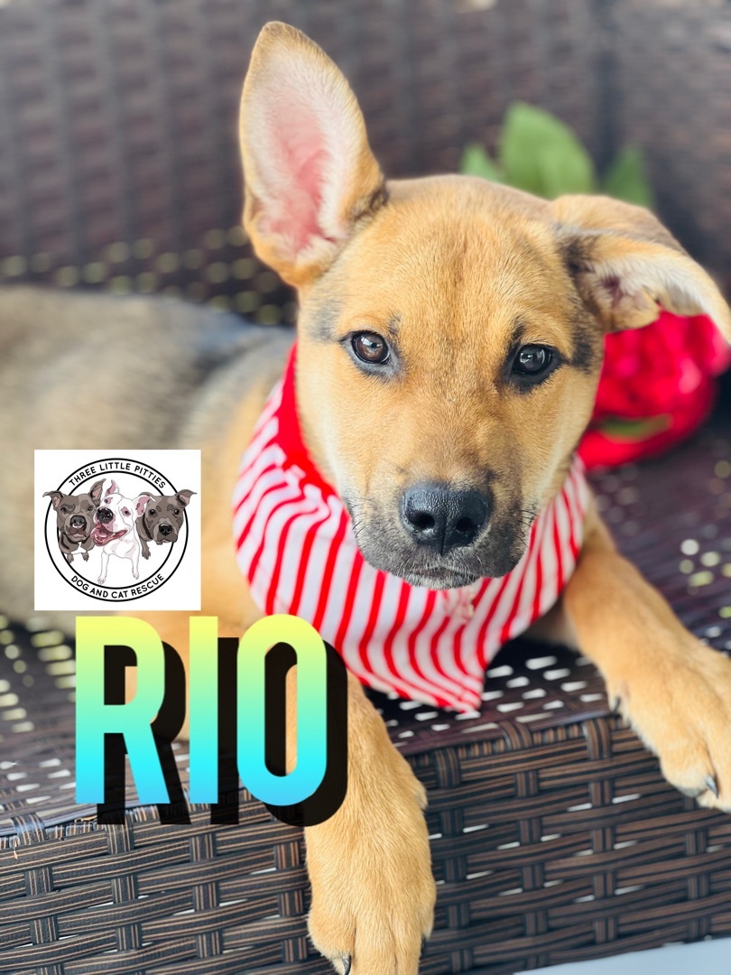 Dog for adoption - Rio Orem Precious Little Boy , a German Shepherd Dog ...