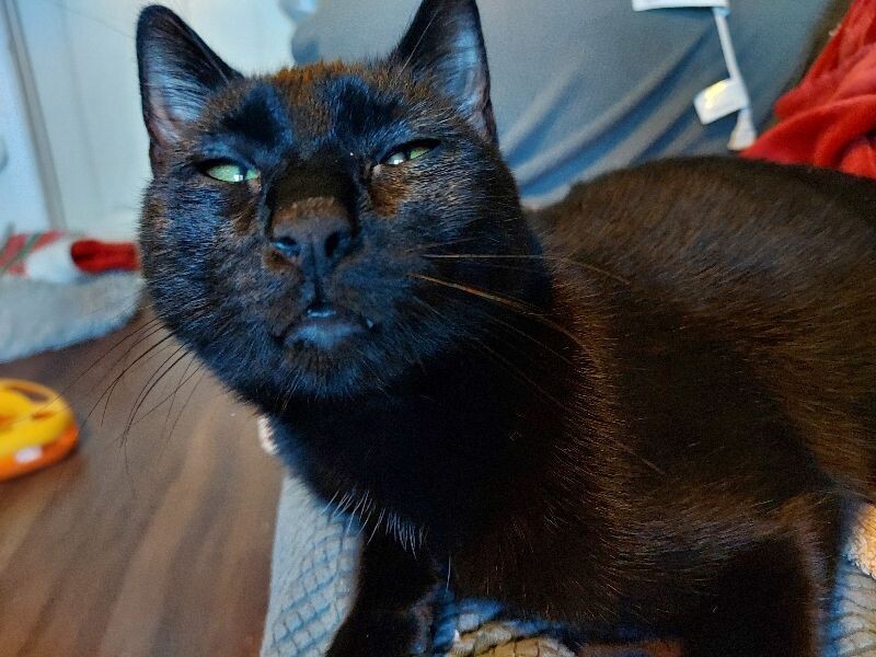 Lily
