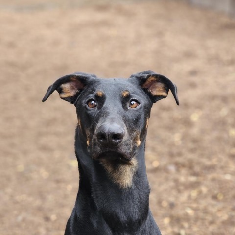 Vegas, an adoptable Doberman Pinscher in Mount Shasta, CA, 96067 | Photo Image 1