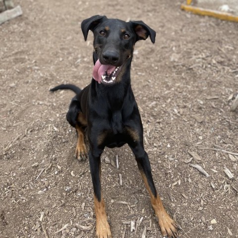 Vegas, an adoptable Doberman Pinscher in Mount Shasta, CA, 96067 | Photo Image 1