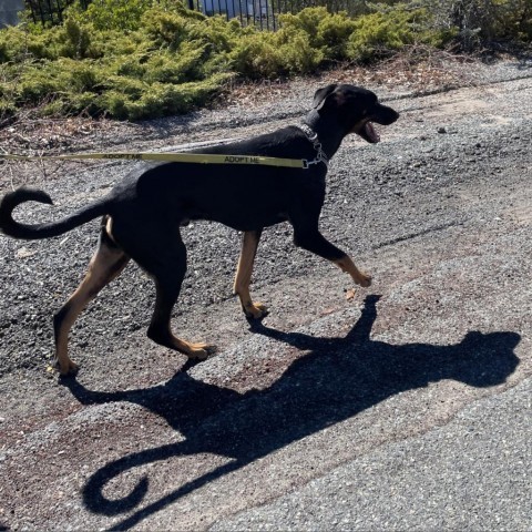 Vegas, an adoptable Doberman Pinscher in Mount Shasta, CA, 96067 | Photo Image 2