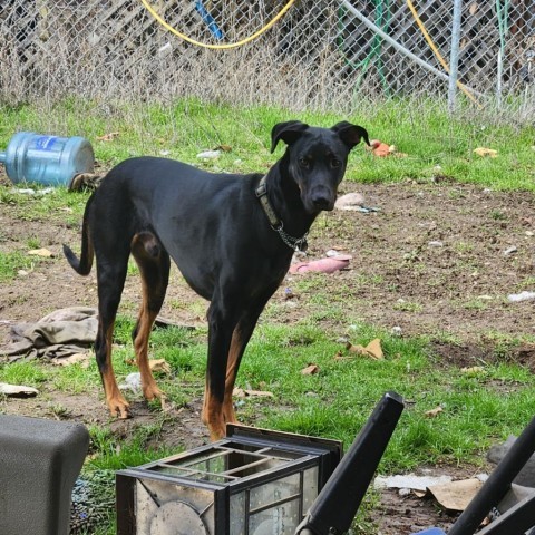 Vegas, an adoptable Doberman Pinscher in Mount Shasta, CA, 96067 | Photo Image 3