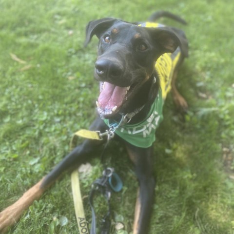 Vegas, an adoptable Doberman Pinscher in Mount Shasta, CA, 96067 | Photo Image 4