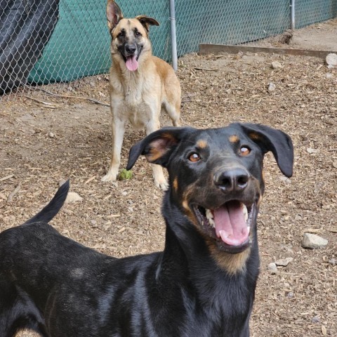 Vegas, an adoptable Doberman Pinscher in Mount Shasta, CA, 96067 | Photo Image 6