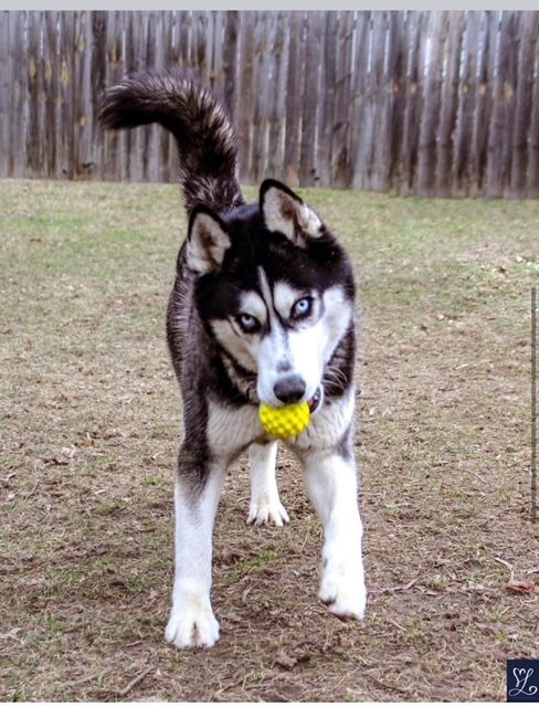 Dog for adoption Peter Parker a Siberian Husky in CHURCHVILLE