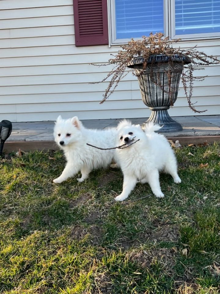 American eskimo hot sale blue eyes