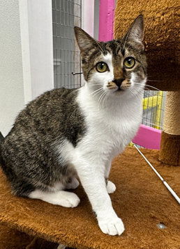 Clover, an adoptable Domestic Short Hair in St. Johnsbury, VT, 05819 | Photo Image 1