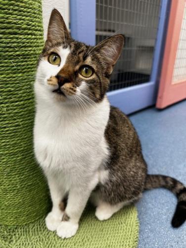 Clover, an adoptable Domestic Short Hair in St. Johnsbury, VT, 05819 | Photo Image 3