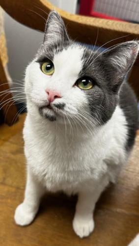 Flower, an adoptable Domestic Short Hair in St. Johnsbury, VT, 05819 | Photo Image 1