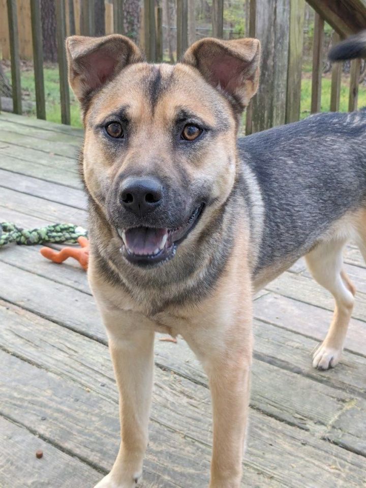 Dog for adoption Lilli, a Husky & German Shepherd Dog Mix in Cary, NC