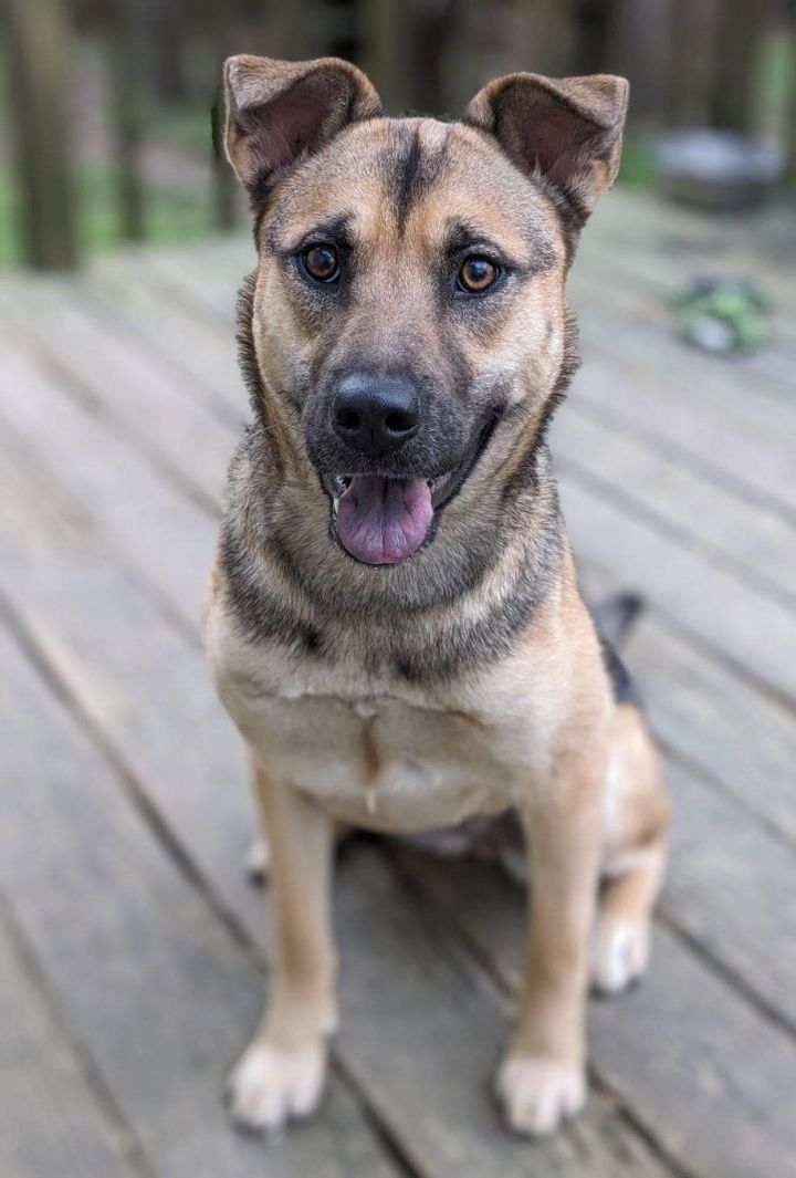 Dog for adoption Lilli, a Husky & German Shepherd Dog Mix in Cary, NC