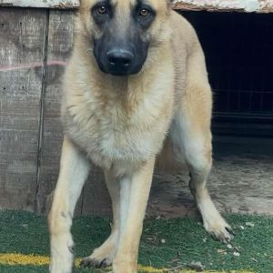 Chile, Adult Male Mixed Breed